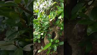 Philippinebush bonsai youtubeshorts [upl. by Aved]