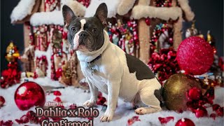 French Bulldog Pregnancy Stages  4 weeks28 days post ovulation  pregnancy confirmation [upl. by Garey]