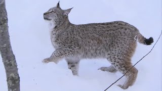 Lynx Jumps 2 Metres Straight Up  Deadly 60  Series 2  BBC Earth [upl. by Karoline]