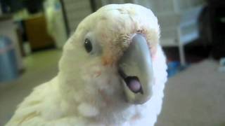 Mangos Adorable quotSkreequot Baby Goffins Cockatoo [upl. by Coplin]