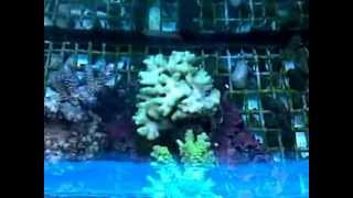 Azores Pet Shop De Jong import 19042012wmv [upl. by Florine]