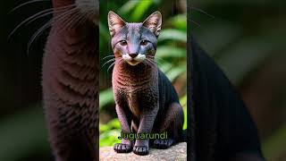 Jaguarundi [upl. by Nosirrah950]