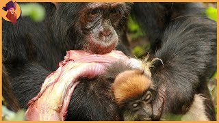 Hunting Moments By Chimpanzees Baboons And Macaques [upl. by Cyma289]