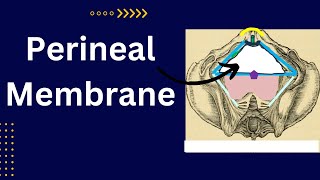 Perineal membrane [upl. by Nerret]