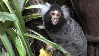 Marmoset pygmy Smallest monKey in the worLd takes a Big bite [upl. by Searcy]