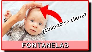 👶 ¿Qué son LAS FONTANELAS o MOLLERA del bebé 👉 cuando se cierra la fontanela y como cuidarla [upl. by Akenom]