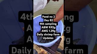 Pond no 2  4th sampling  Day 82  daily updates aquaculture [upl. by Adnuahsor]