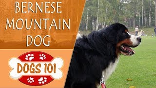 Dogs 101  BERNESE MOUNTAIN DOG  Top Dog Facts About the BERNESE MOUNTAIN DOG [upl. by Adnohral]