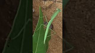 גמל שלמה ירוק آخوندک آفریقایی غول‌پیکر Sphodromantis viridis [upl. by Jentoft]