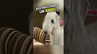 Este Perro Esconde Una Personalidad Oscura 😱 [upl. by Carmelita]