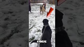 Kangal vs Cane Corso – Wer wird zwischen den beiden gewinnen 🤔 [upl. by Evvie]