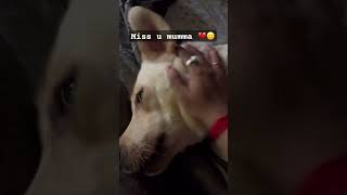 Boddo mone porche toke mumma 💔🙂 youtubeshorts dog doglover [upl. by Ehsrop]