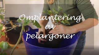 Omplantering av pelargoner [upl. by Tollmann711]