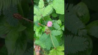 Touch me not ll Mimosa pudica shorts ytshorts chuimui mimosapudica viral gardening trending [upl. by Yngiram]