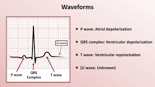 Intro to EKG Interpretation  Waveforms Segments and Intervals [upl. by Tubb]