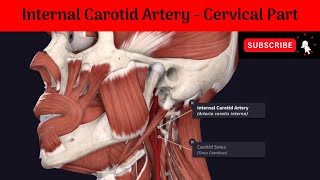 Internal Carotid Artery  Cervical Part Anatomy mbbs education bds headandneckanatomy arteries [upl. by Lzeil652]