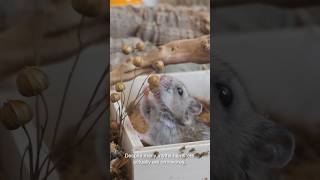 Cute and Funny Hamster Videos Compilation [upl. by Rosena]