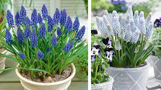 How to Plant Muscari in Containers Spring Garden Guide [upl. by Iadrahs994]