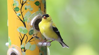 American Goldfinch Song The Most Beautiful Bird Song in the World [upl. by Kooima]