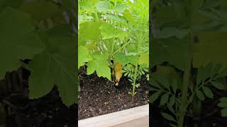 Summer squash starting to produce summersquash gardening garden veggiegarden nature squash [upl. by Naor419]