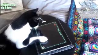 Chats drôles jouant sur iPad Compilation 2014 NEW HD [upl. by Eahsat]