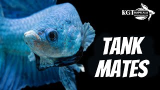 Top 10 Tank Mates For Bettas [upl. by Oalsinatse]