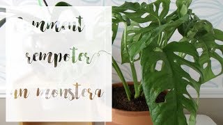 Comment rempoter un monstera  Tuto jardinage  Jungle urbaine [upl. by Stortz]