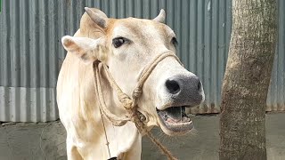 Village 6 Cow Mooing Cow Sound Cow Standing Near The House Cow Want Grass Food [upl. by Nnyliak933]