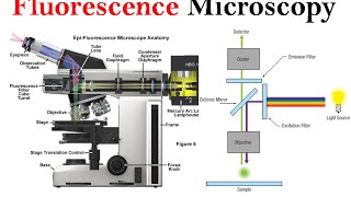 Fluorescence microscopy  fluorescence microscope principle [upl. by Falconer569]