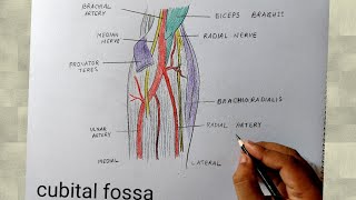 cubital fossa diagram drawing I human anatomy diagram [upl. by Marx538]