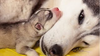 Cute Husky Dogs That will Brighten Up Your Day  Funny and Cute Husky Puppy Compilation [upl. by Adahsar]