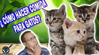 COMIDA para GATOS  Receta fácil y Consejos [upl. by Yatnahs]