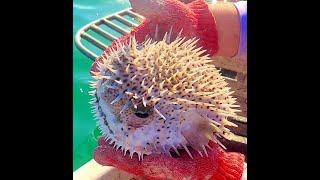 Commercial Fishing Aquarium Fish in the Florida Keys [upl. by Ebeneser]