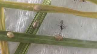 Parasitoid Aphidius ervi emerging from a Grain aphid mummy [upl. by Aneret]