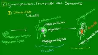 Formação das sementes das Gminospermas  Botânica  Biologia [upl. by Janos224]