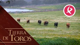 Novillos a punto para iniciar una feria  Tierra de Toros [upl. by Ignatzia797]