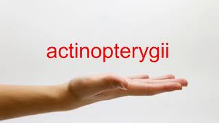 How to Pronounce actinopterygii  American English [upl. by Reve181]