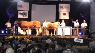 Limousin Auktion  Foire agricole Ettelbruck 2012 Livestream Aufzeichnung [upl. by Tortosa733]