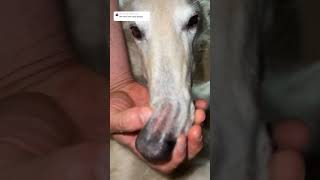 Compilation of BeepBoop and WAWP borzoi funny compilation doglife dogs hoark unhinged wow [upl. by Carver]