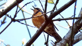 Varied Thrush Singing [upl. by Abeh891]