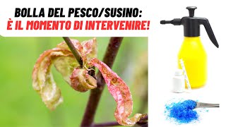 È il momento giusto per COMBATTERE la BOLLA DEL SUSINO  WampA Gardens orto e giardino [upl. by Rocher]