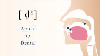 d̪ˠ  voiced unaspirated velarized apical dental stop [upl. by Bernita893]