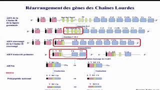 Génes des immunoglobuline II [upl. by Jansen]