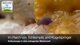 Slime mold timelapse Im Reich von Schleimpilz und Kugelspringer Expedition in eine Miniaturwelt [upl. by Leitman]