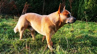 The Amazing Intelligence amp Agility of Australian Cattle Dogs [upl. by Haydon]