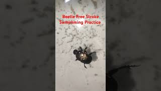 Beetle FreeStyle Swimming practice 😂 insects [upl. by Jere572]