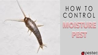 How to Get Rid of Silverfish in Your Home [upl. by Junno883]