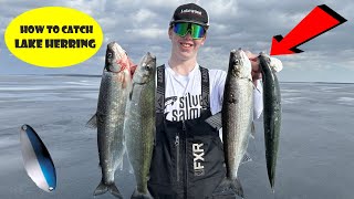 How to fish for Lake Herring Cisco [upl. by Bloom]