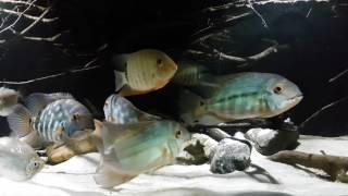 Hoplarchus psittacus in biotope aquarium [upl. by Echikson]