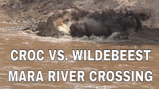 Crocodile Takes Down Wildebeest By The Tail  Serengeti Mara River Crossing 🇹🇿 [upl. by Fields]